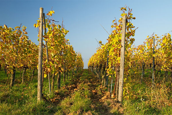 Pieds de vignes an automne