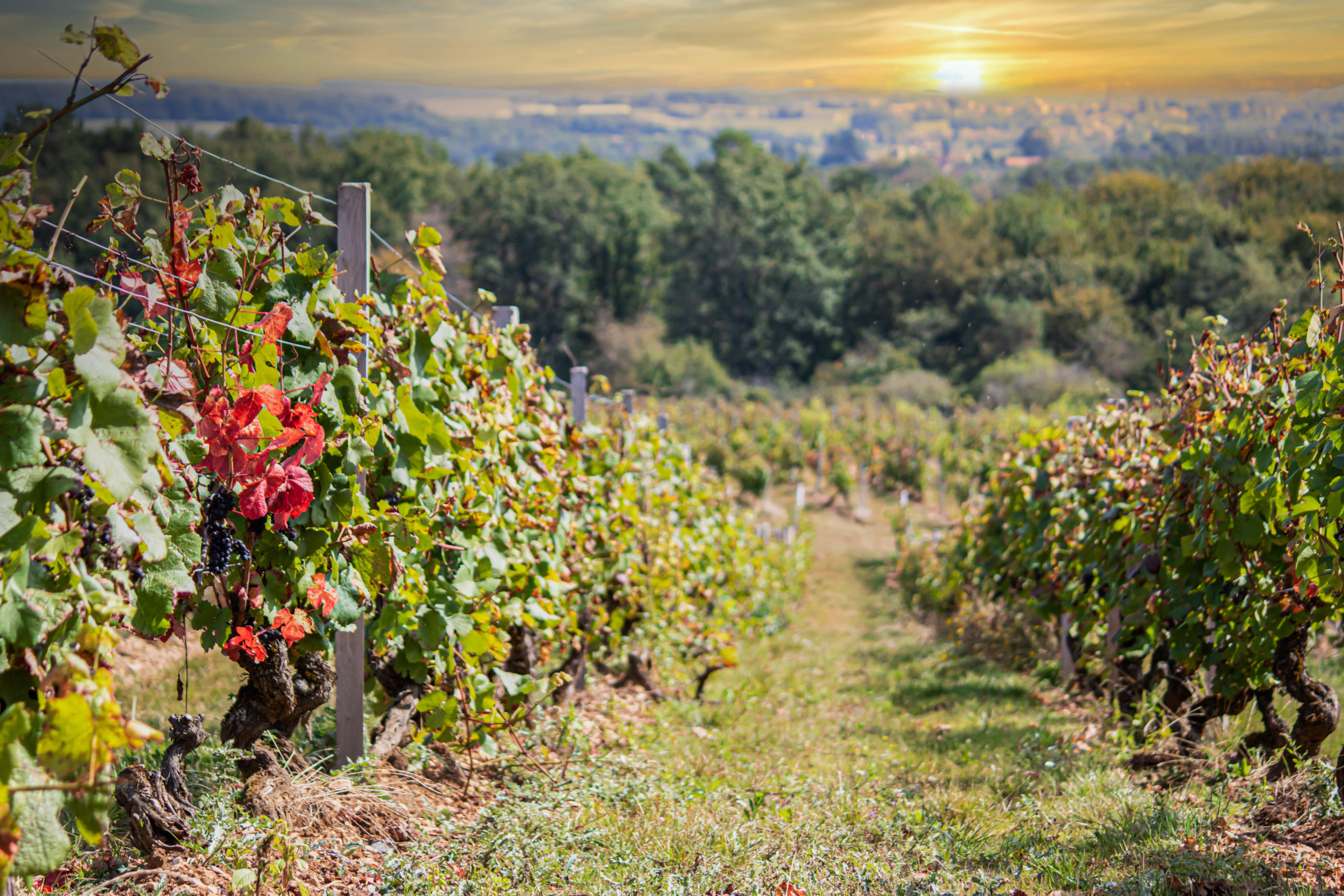 Domaine de la Paturie