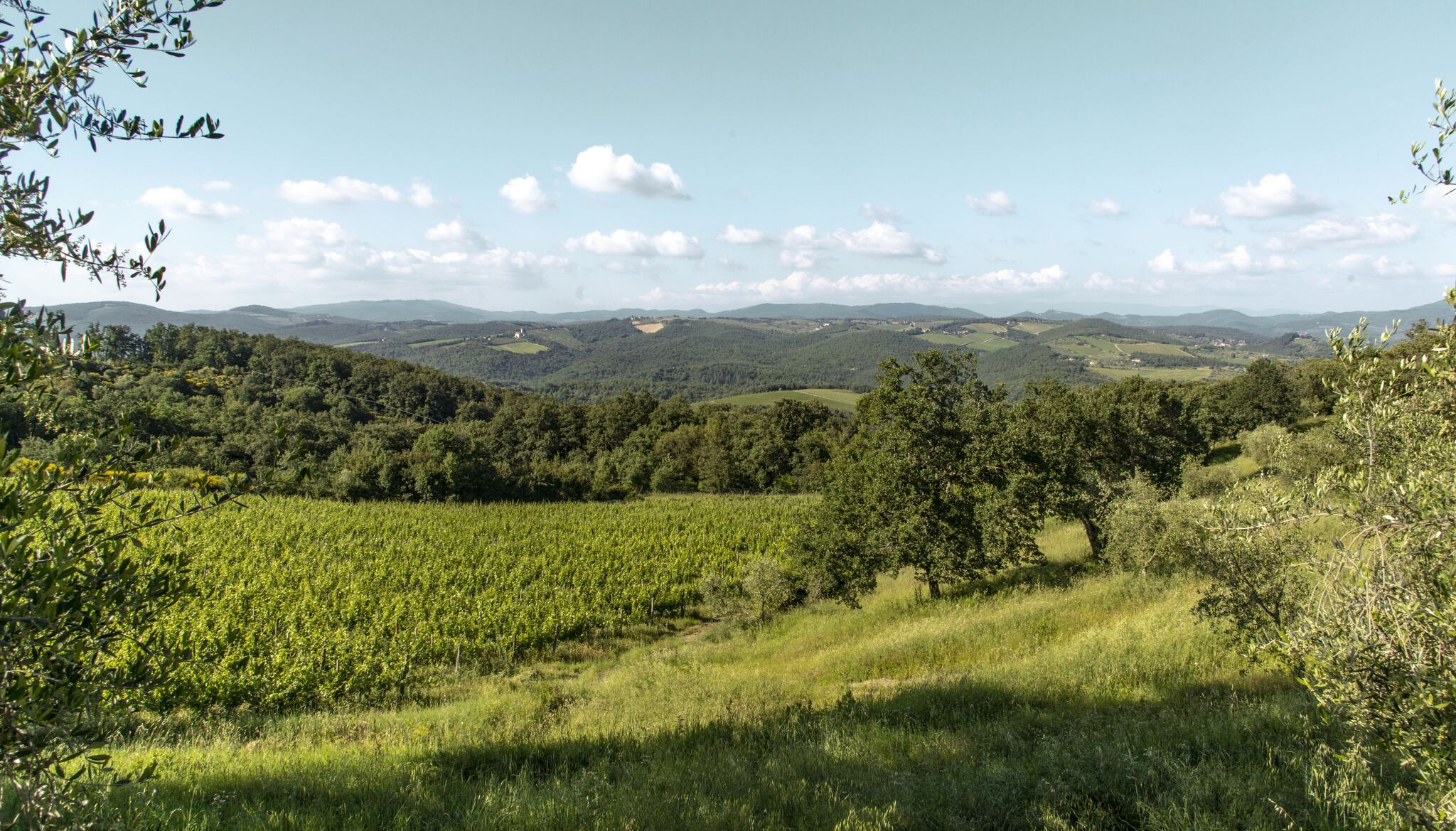 Domaine Tenuta di Carleone