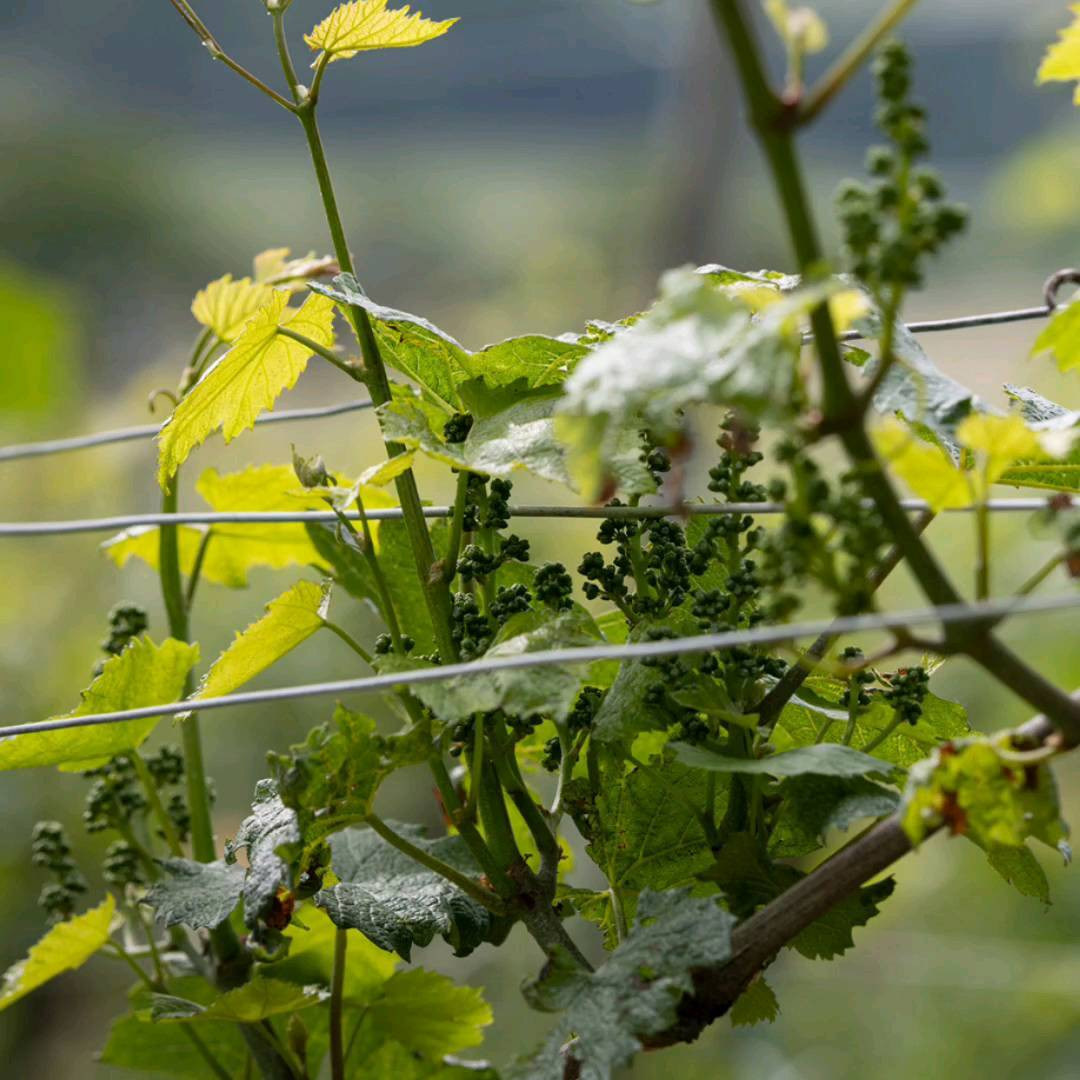 Domaine Alexis De Benoist