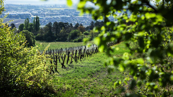 Domaine Emmanuel Giboulot