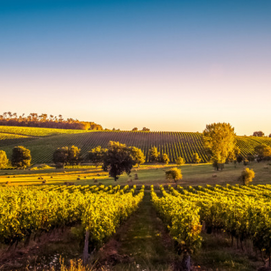 La vendemmia: l'arte della raccolta dell'uva